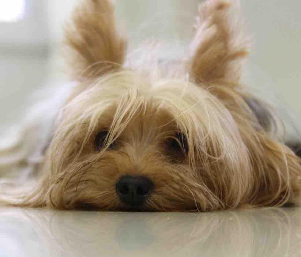 Yorkie Dog Wallpaper Apps on Google Play