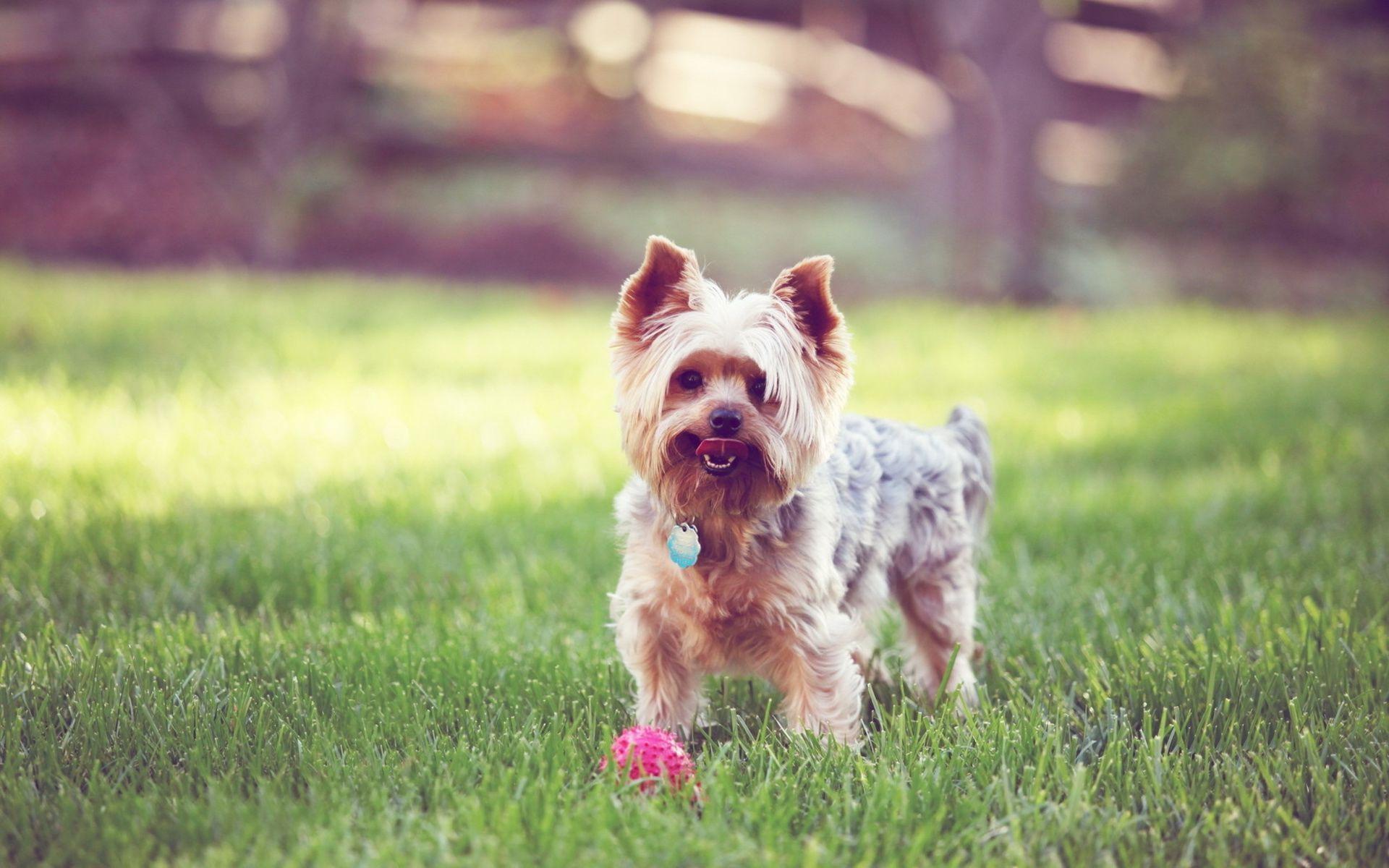 HD Yorkshire Terrier Dog Wallpaper