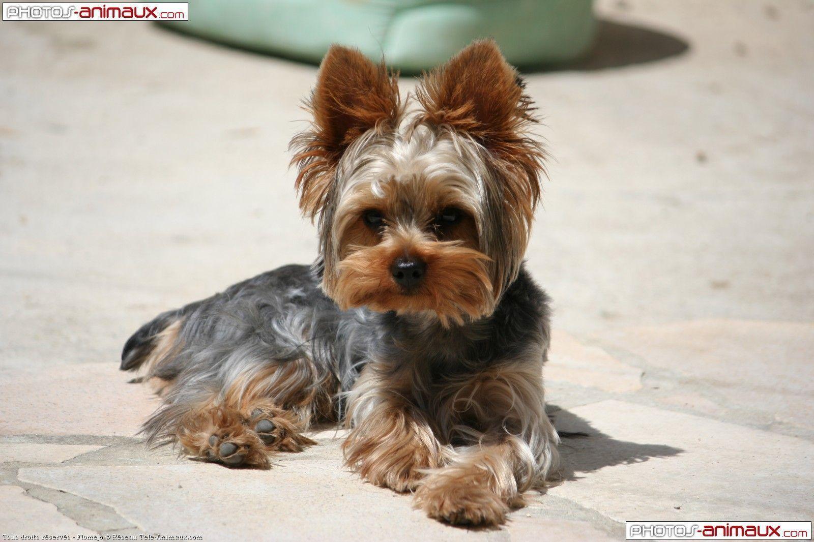 Yorkshire Terrier Wallpaper