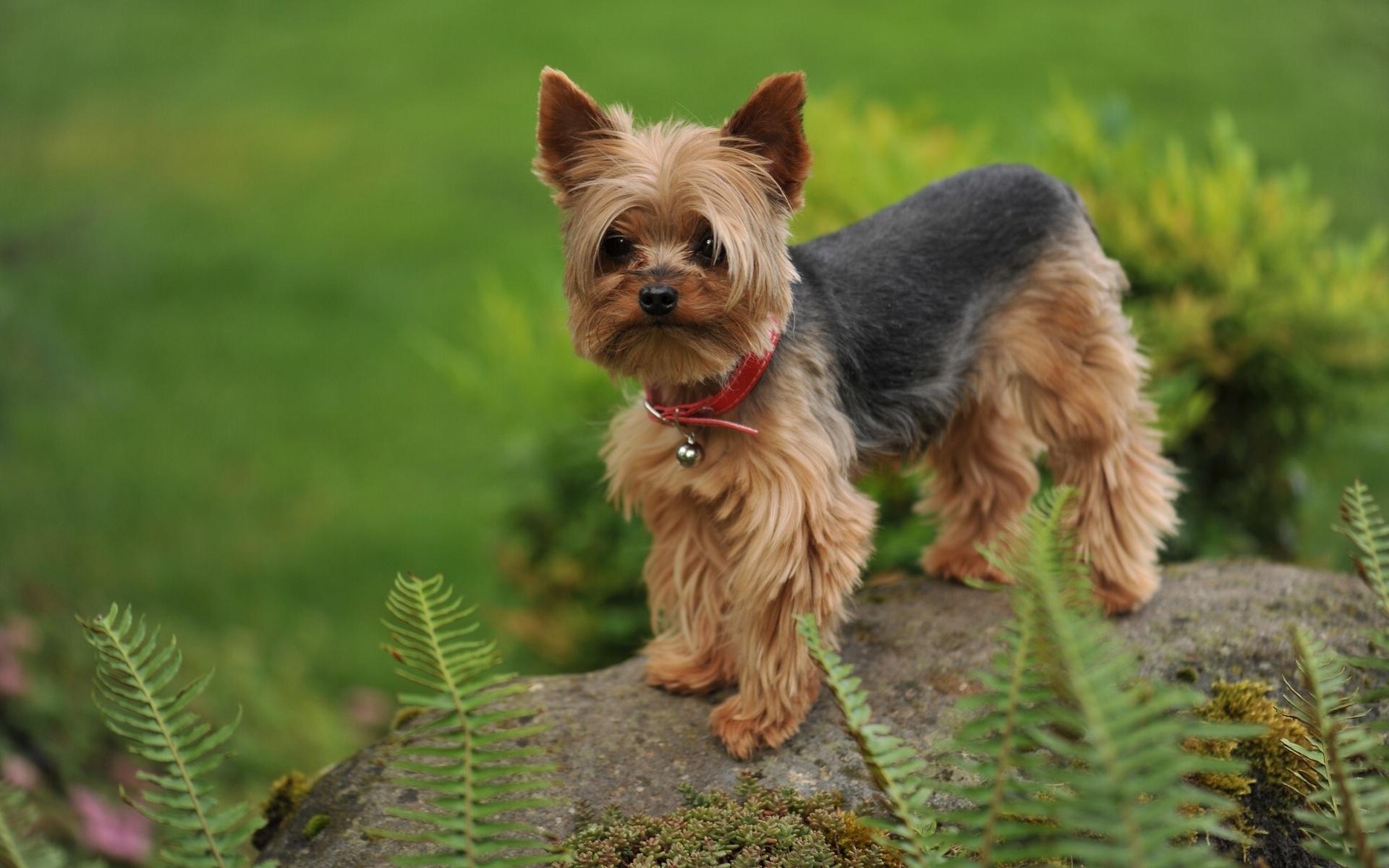 HD Yorkshire Terrier Dog Wallpaper