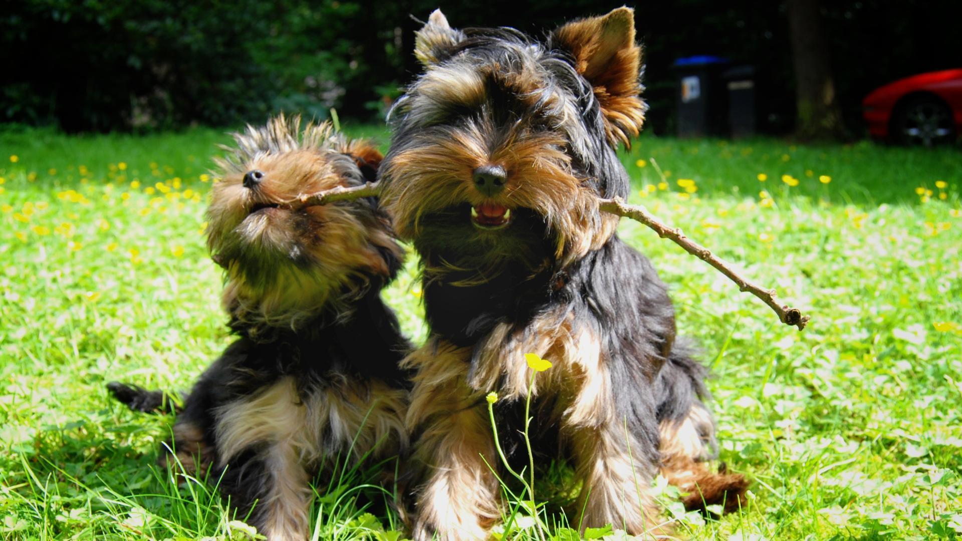 HD Yorkshire Terrier Dog Wallpaper