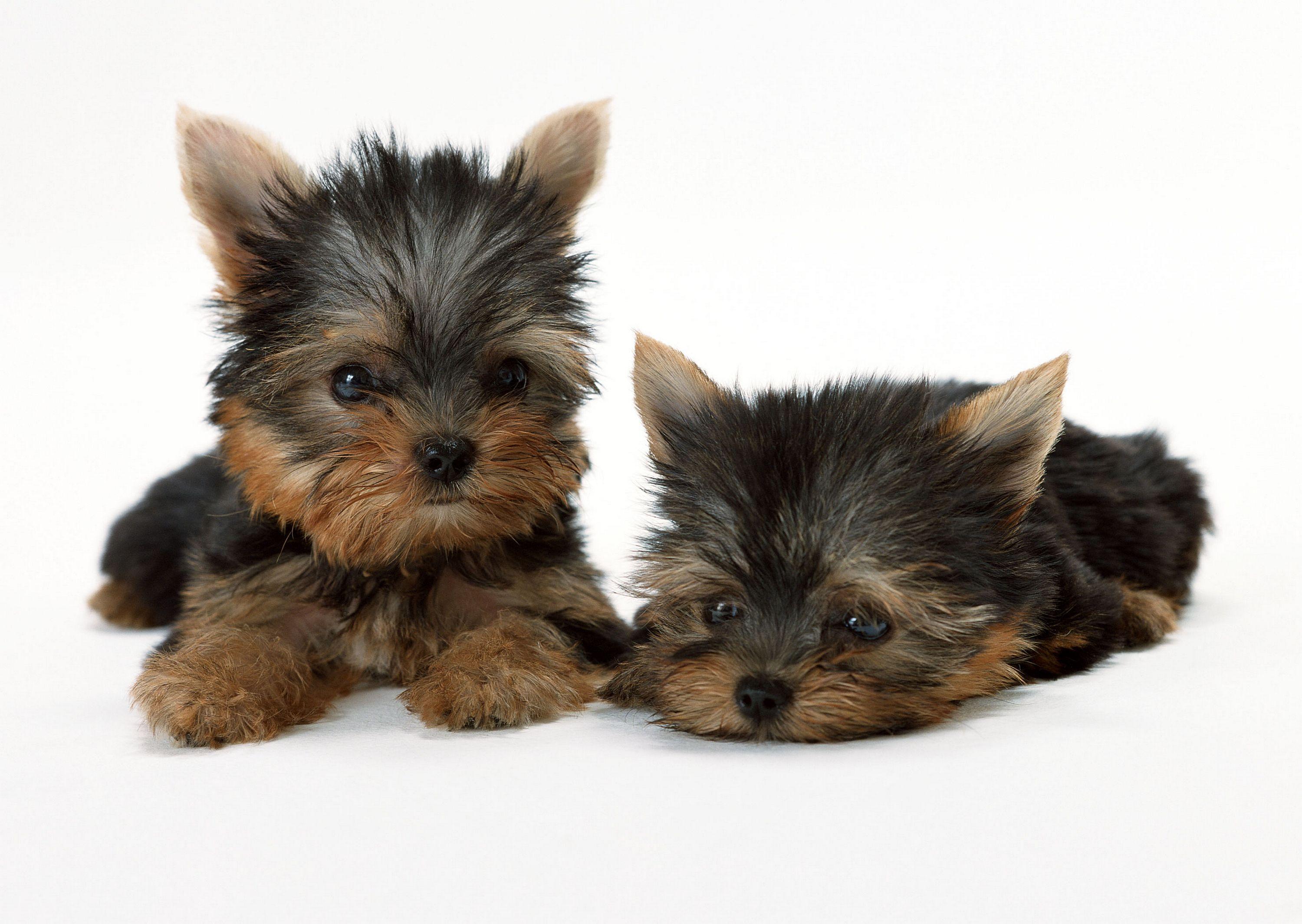 Toy Yorkies, cuddly, Cute, puppies, Yorkshire. Dog