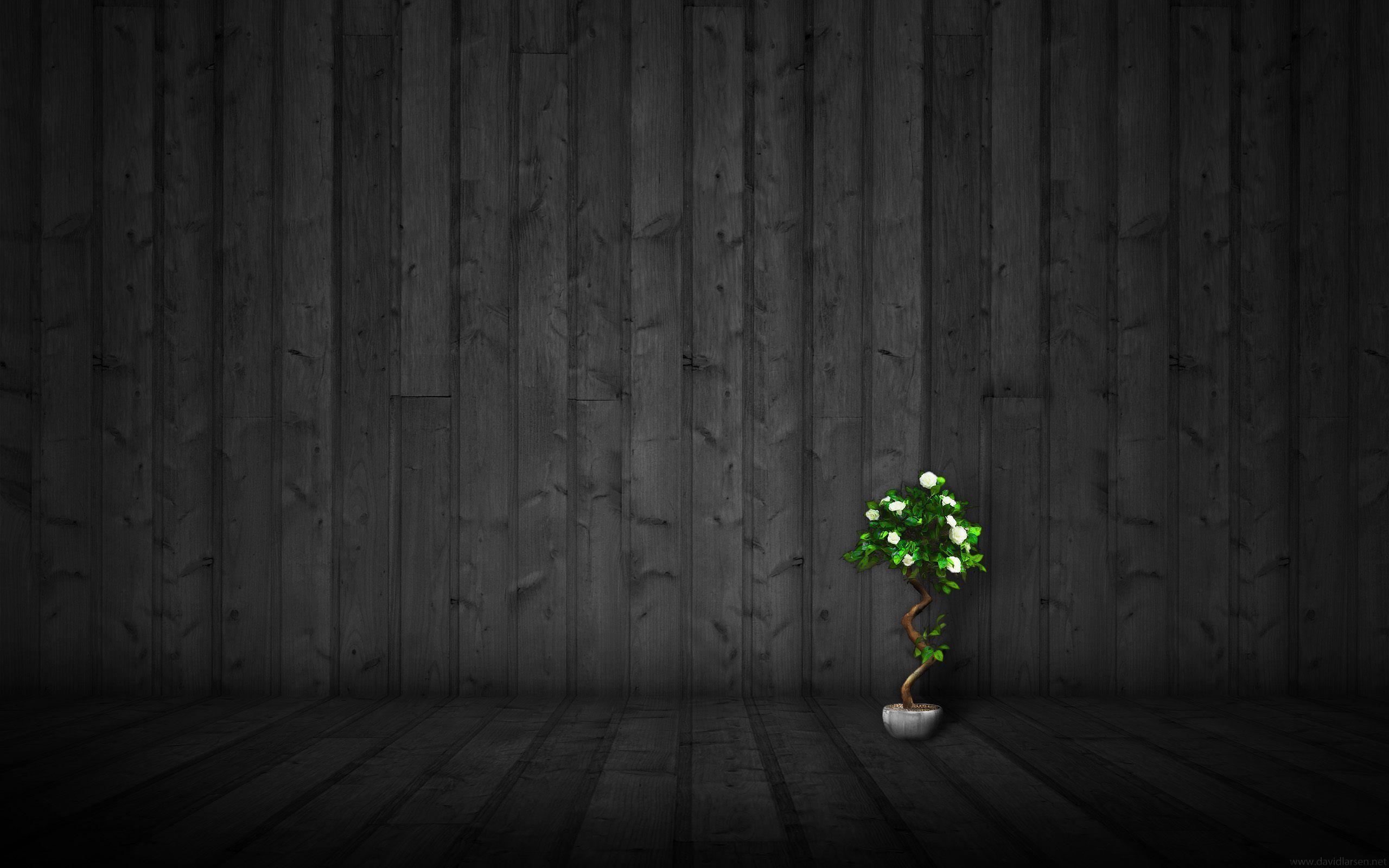 Lonely Plant in Dark Room Black Wallpaper HD Download