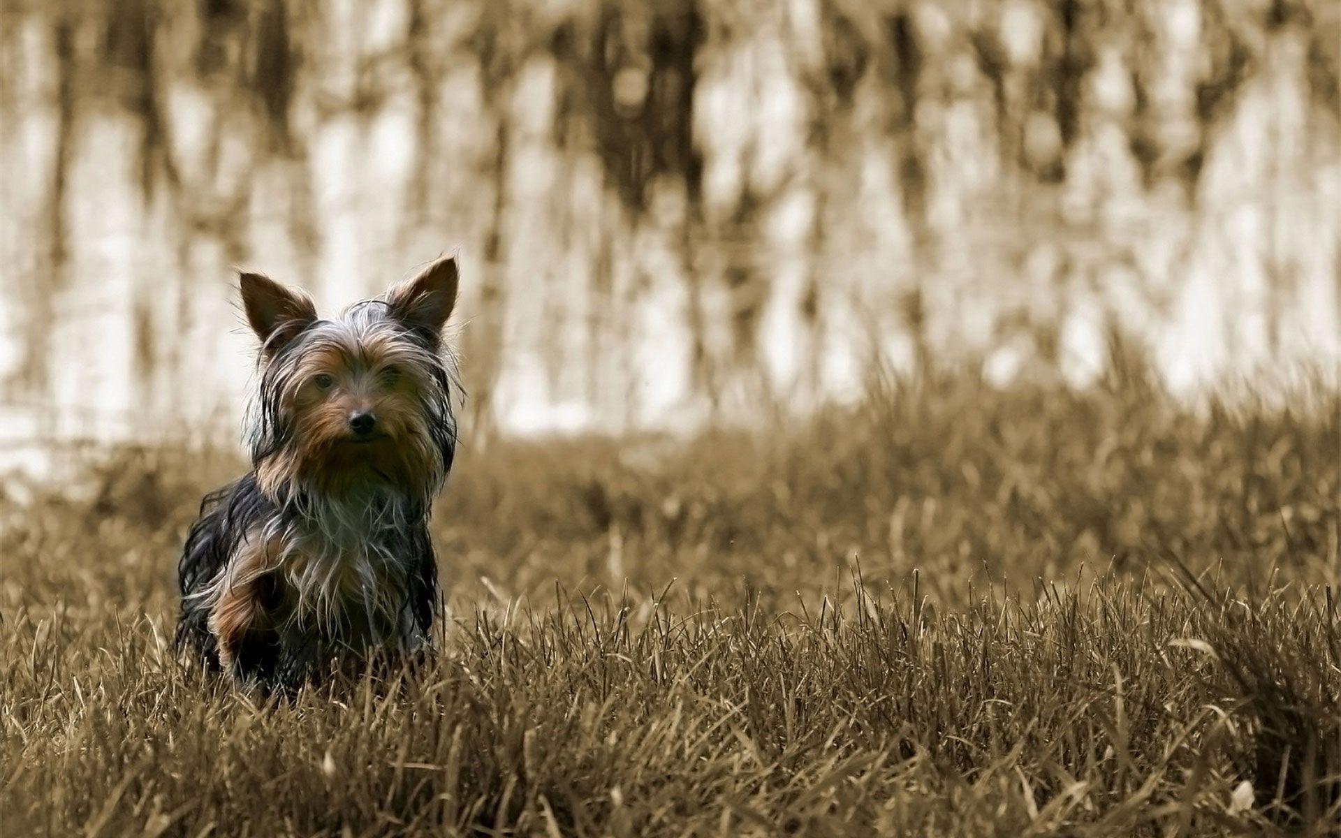 HD Yorkshire Terrier Dog Wallpaper