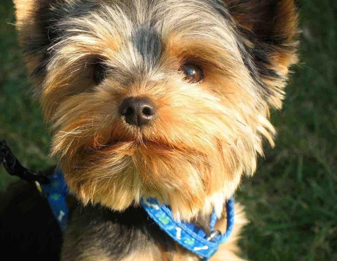 Yorkie Puppy Wallpaper Apps on Google Play