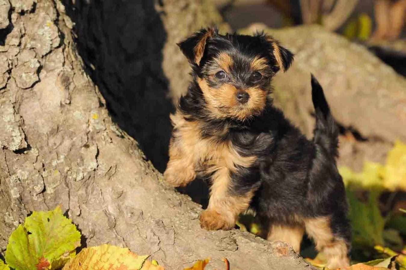Yorkie Puppy Wallpaper Apps on Google Play