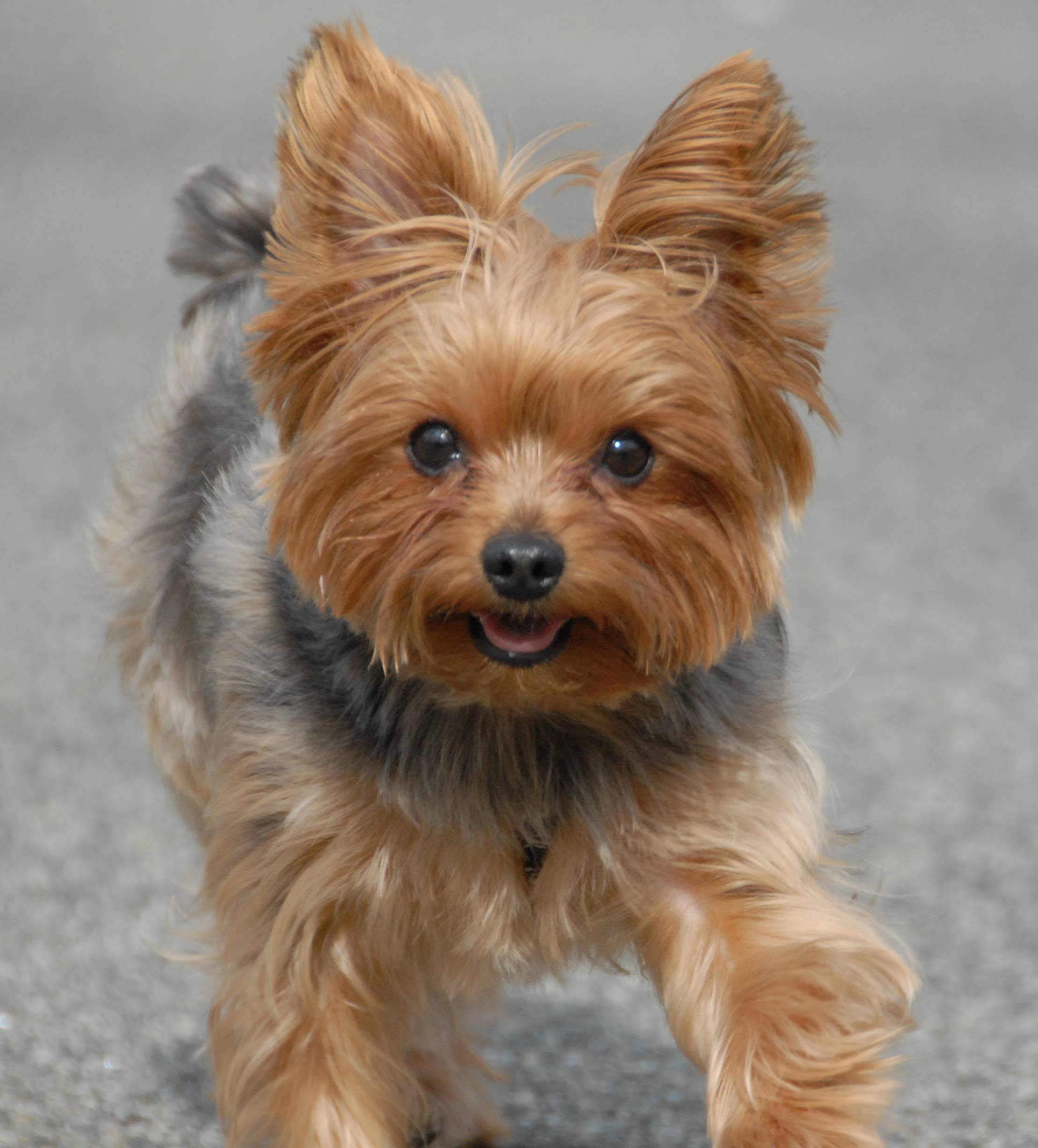 Yorkie Terriers (Yorkies) Wallpaper