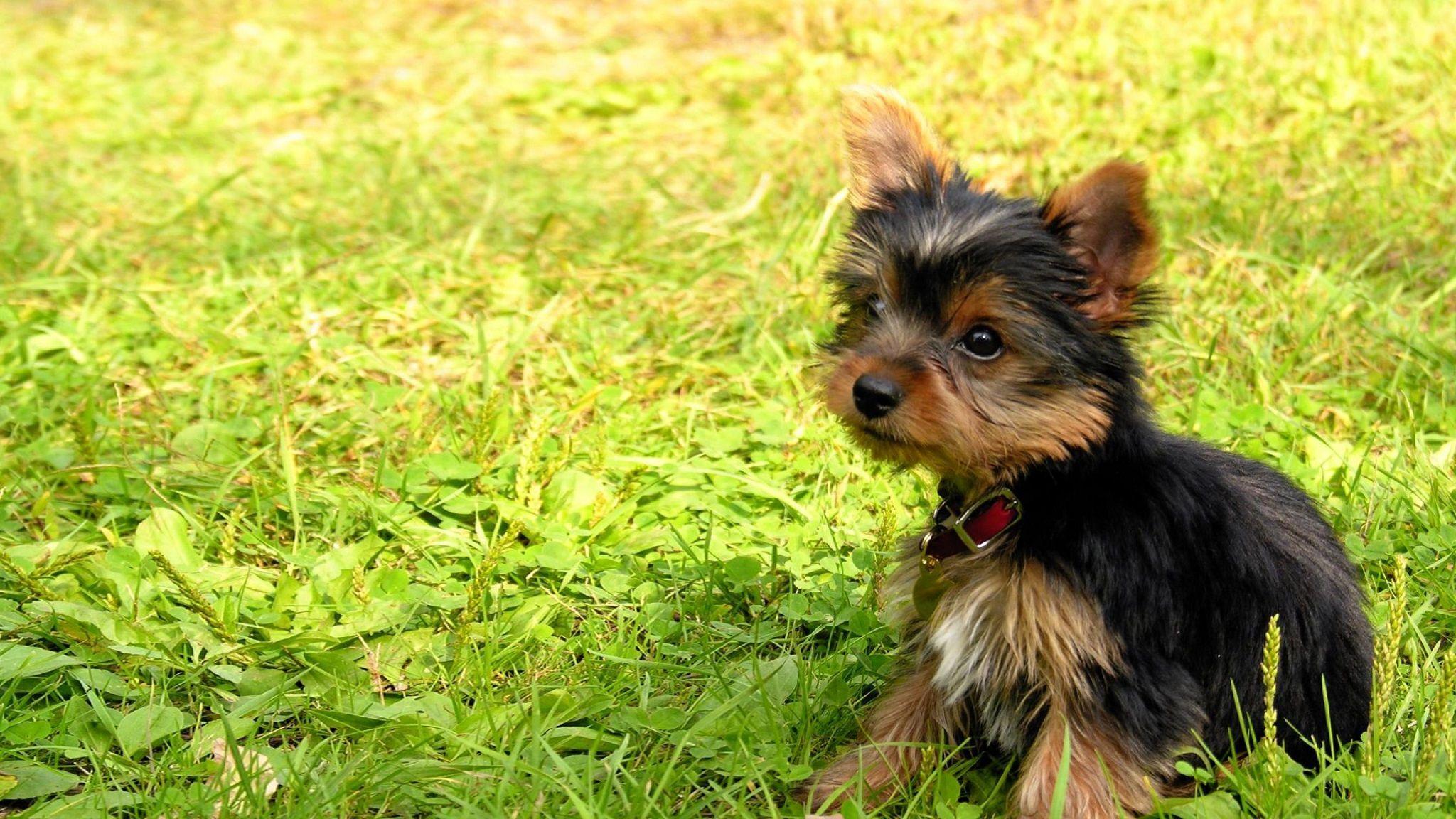 The breed is nicknamed Yorkie HD Wallpaper. Background Image