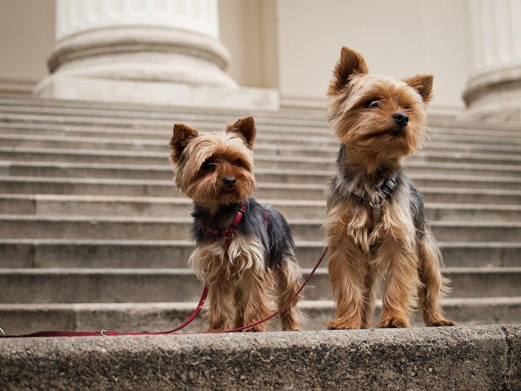 Yorkshire Terrier Wallpaper HD Download