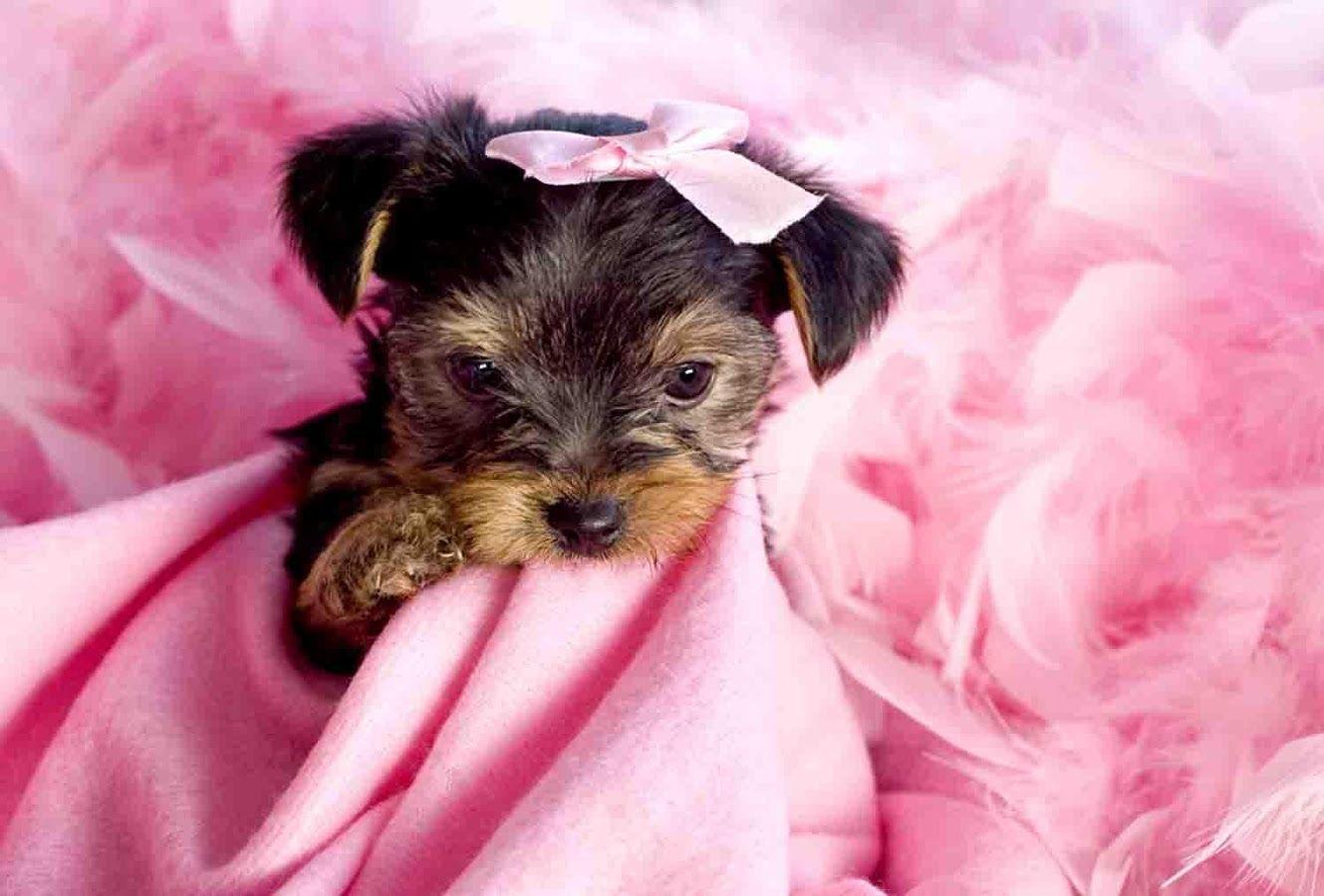 Cute Yorkie Puppies Wallpaper Cutest Puppies