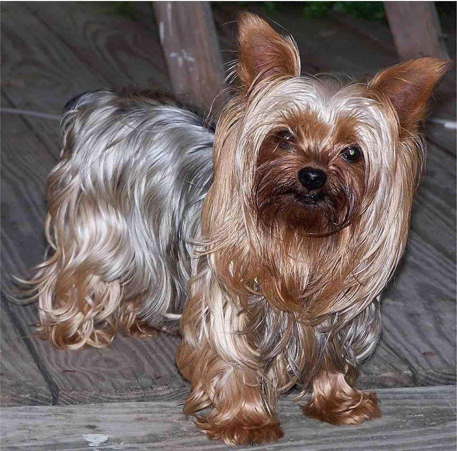 Yorkie Wallpapers - Wallpaper Cave