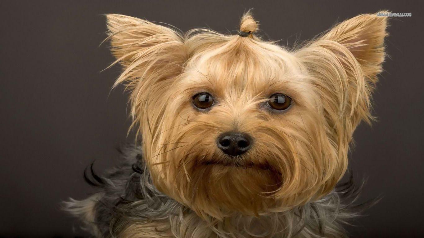 Yorkshire Terrier Wallpaper HD Download