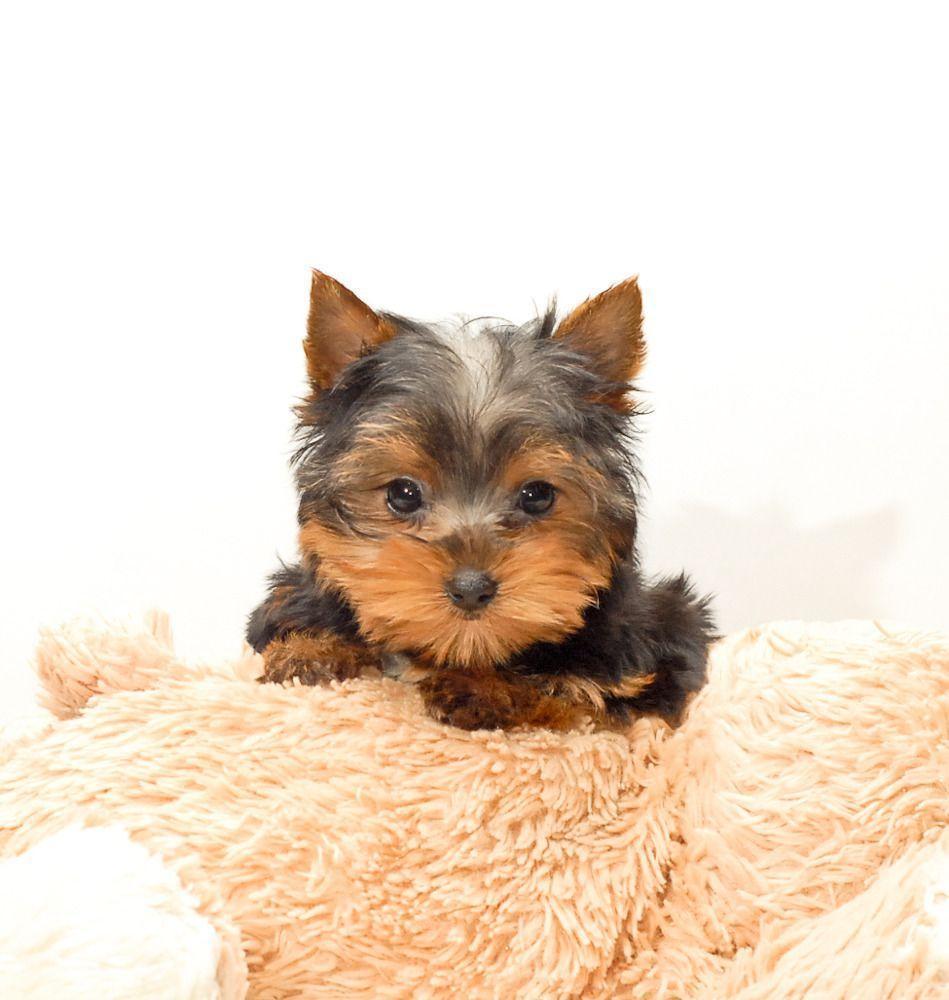 Cute Teacup Yorkie Picture. All Puppies Picture and Wallpaper