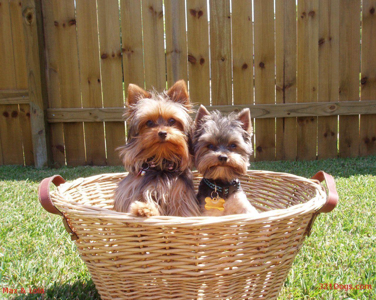 Yorkshire Terrier (Yorkie) Wallpaper, Puppy Picture, Breed Info