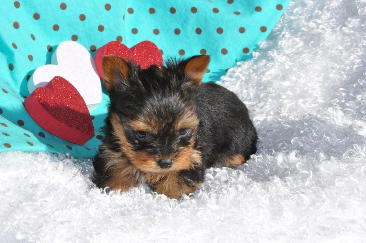 Yorkshire Terrier puppy portrait photo and wallpaper. Beautiful