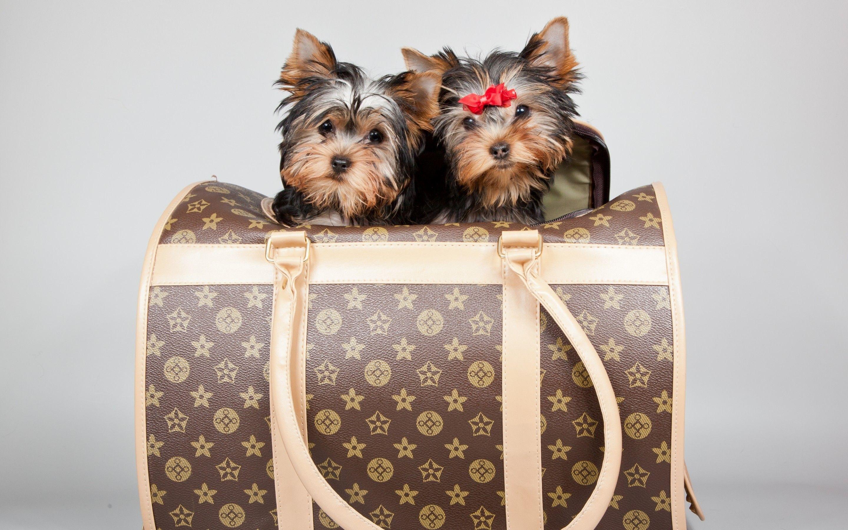 Free Yorkie Puppies Wallpaper Cutest Puppies