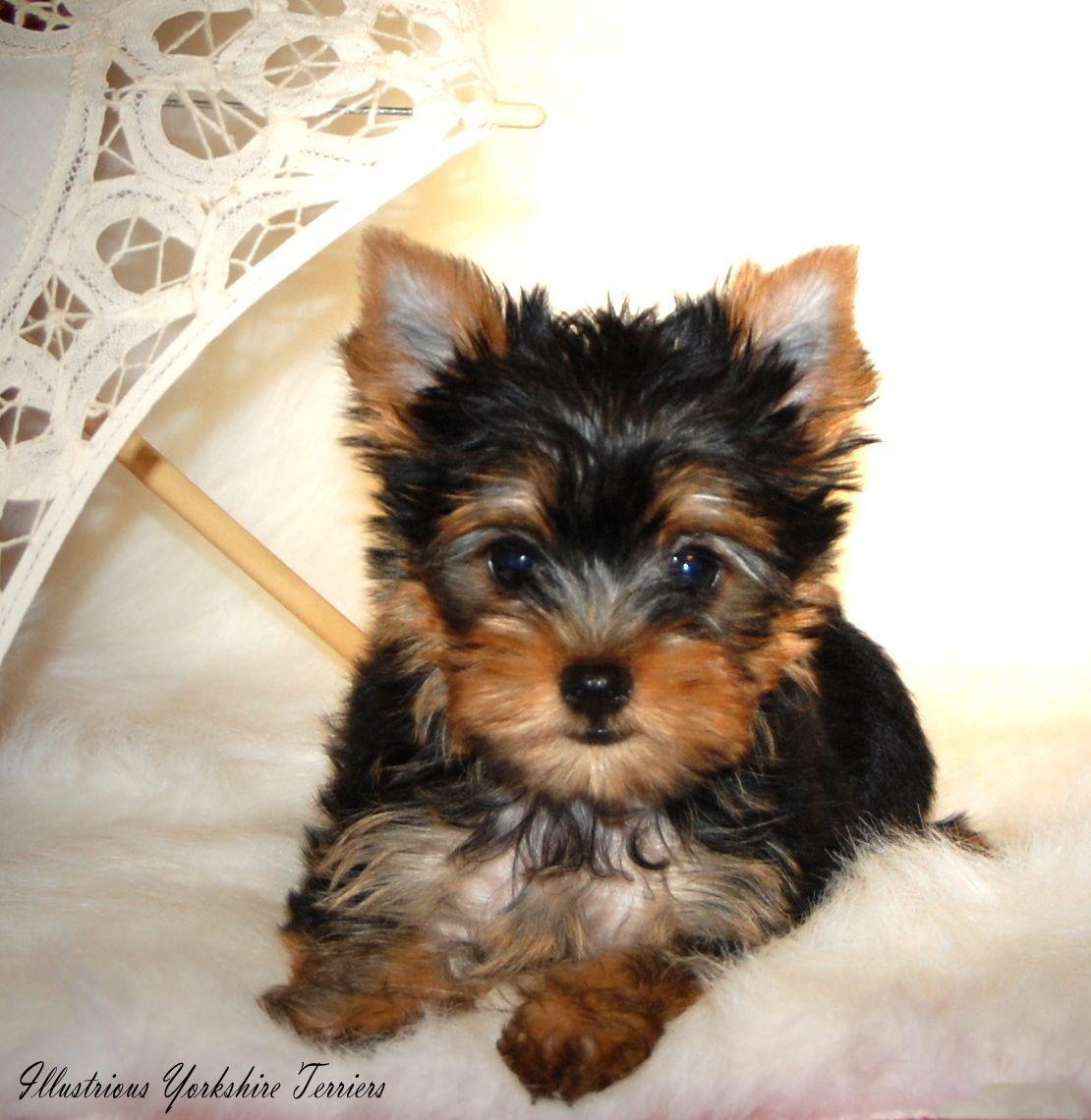 Yorkies By Elainea Available For Wallpaper With Image Of Puppies