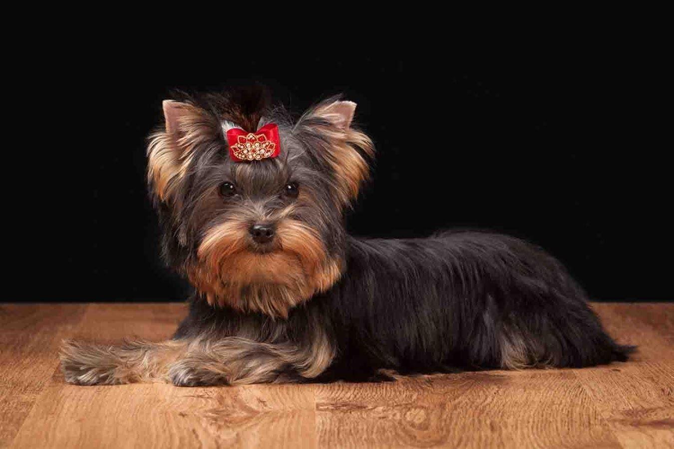 Yorkie Puppy Wallpaper Apps on Google Play