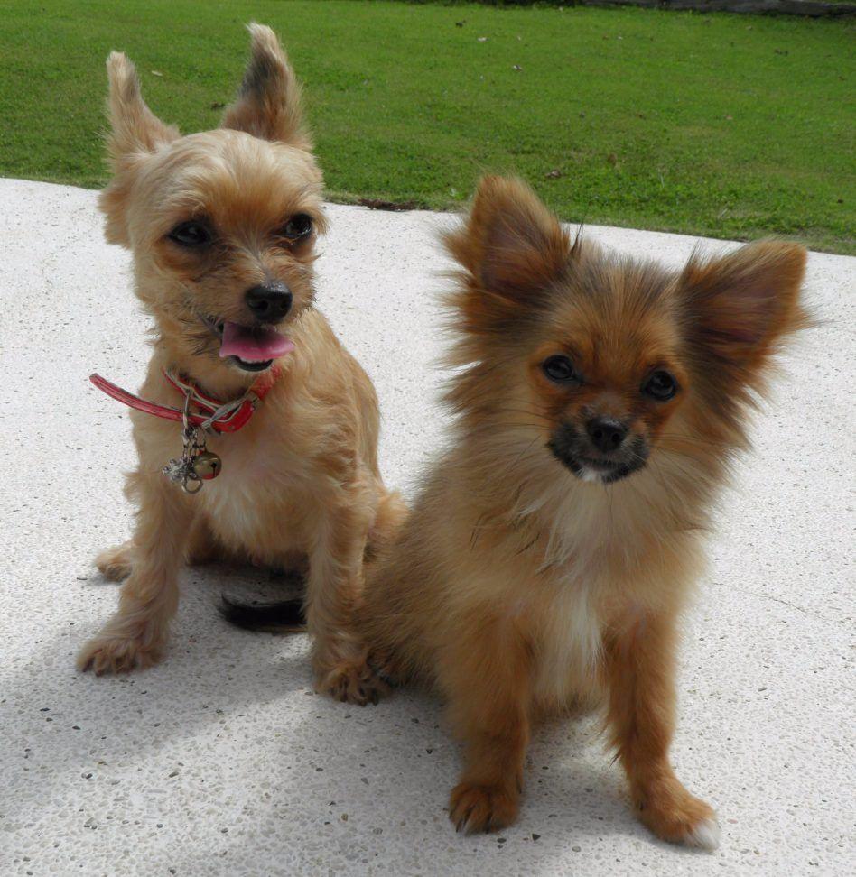 Yorkshire Terrier Yorkie And Pomeranian Mix With Wallpaper Wide