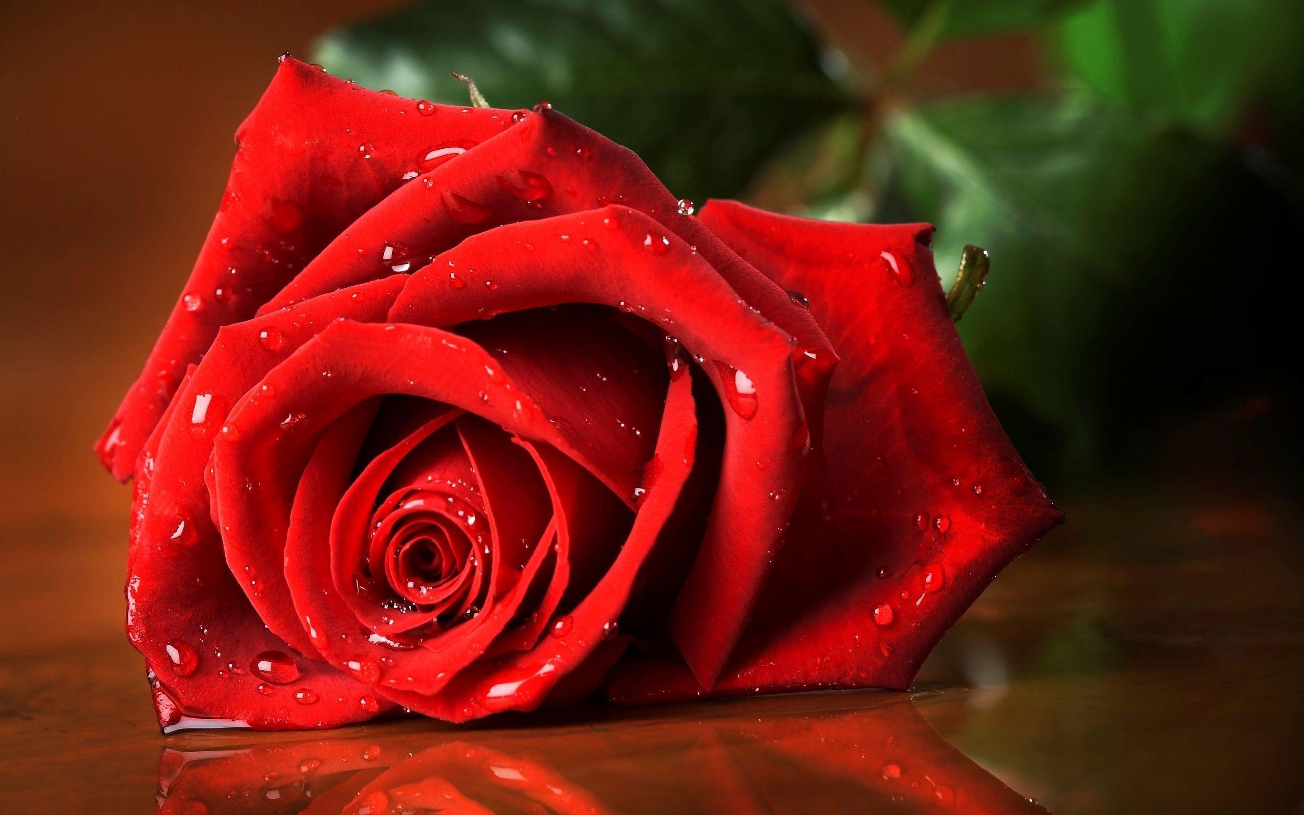 Rose HD Wallpaper and Background Image