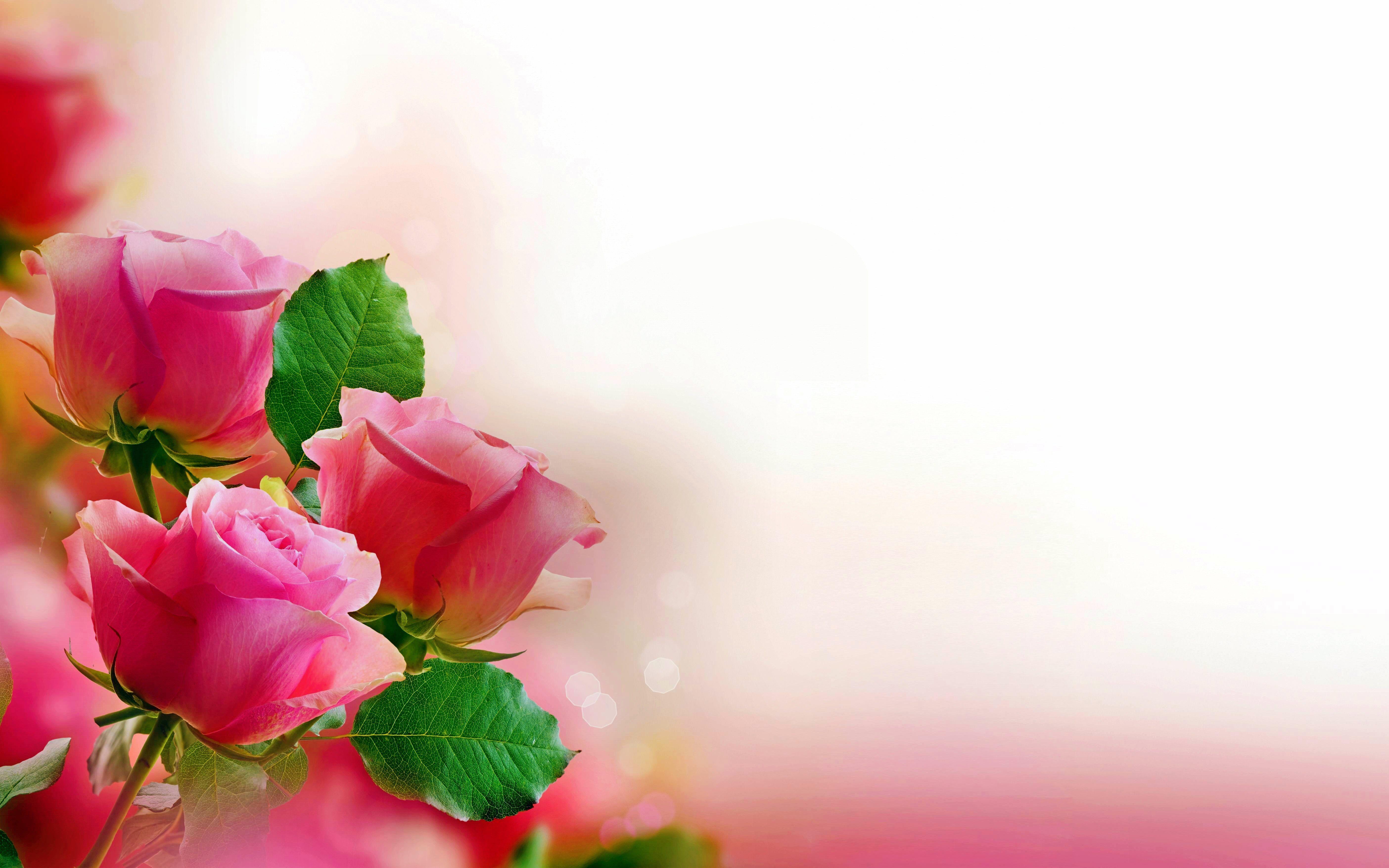 FLOWER [56] colorful pastel pink roses [14februari2015saturday