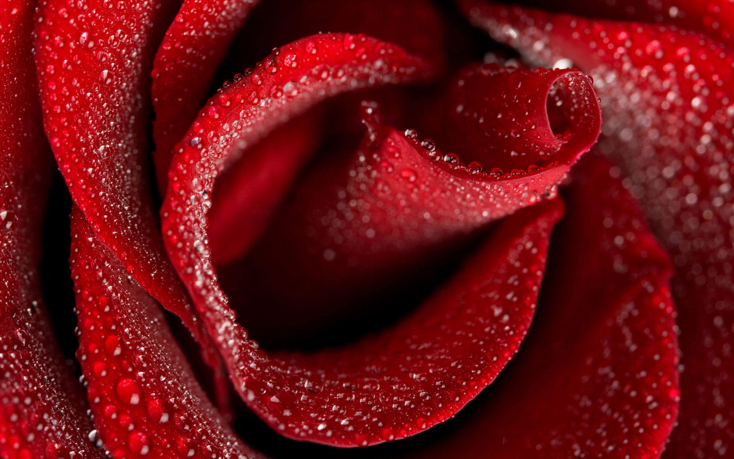 Roses HD Wallpaper