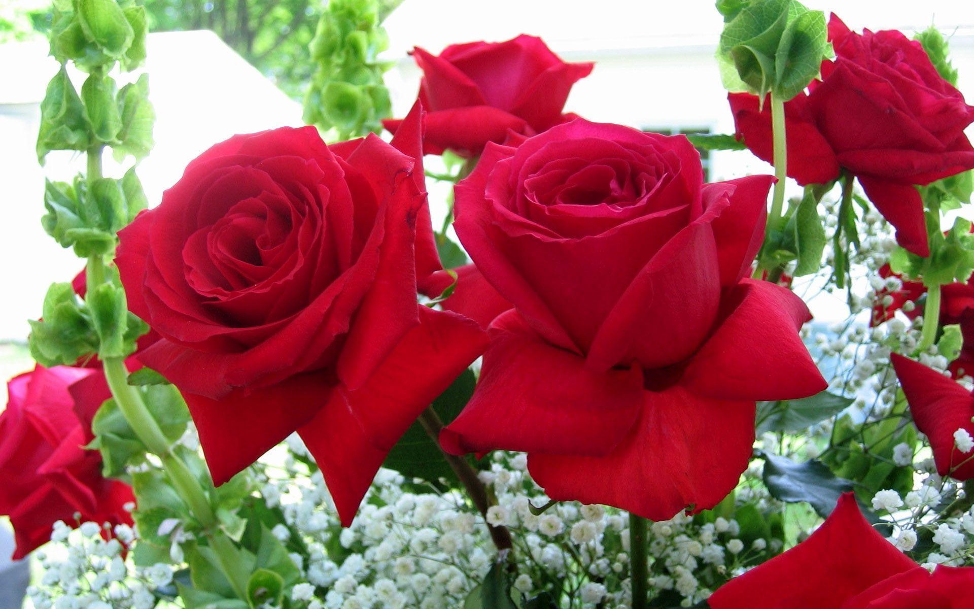 Red Roses HD Wallpaper Free Download