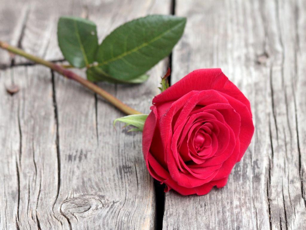 Beautiful Red Rose HD Wallpaper. HD Wallpaper Picture & Desktop
