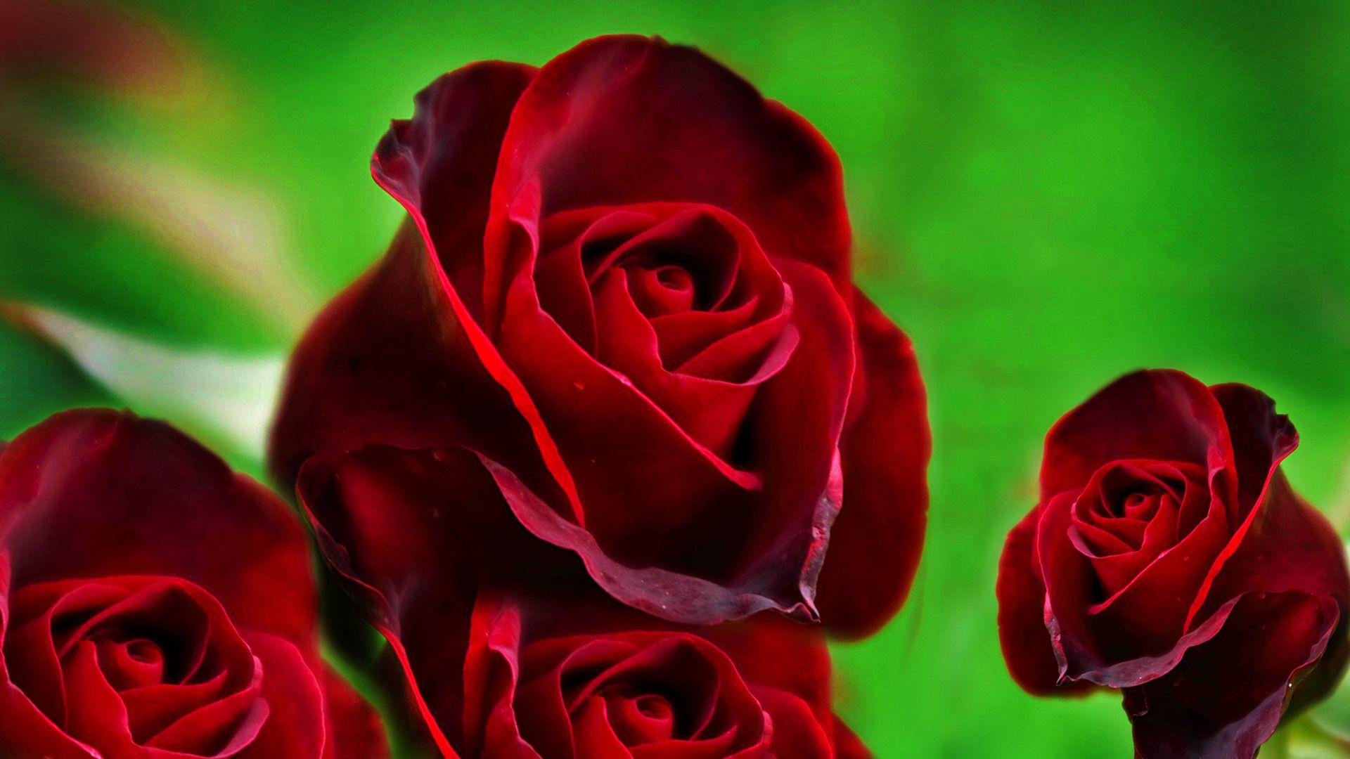 Red Roses Beautiful HD Free Wallpaper For Desktop