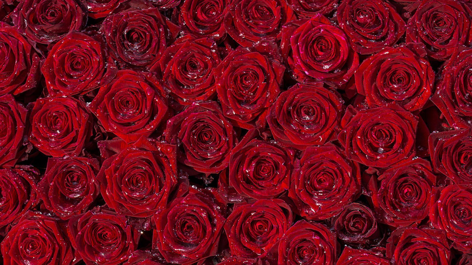 Rose HD full screen 3 wallpaper, Rose Flower image, Rose Picture