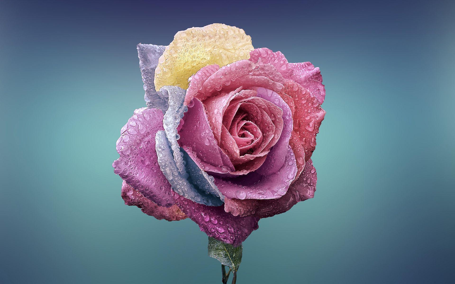 Colorful Rose Wallpaper