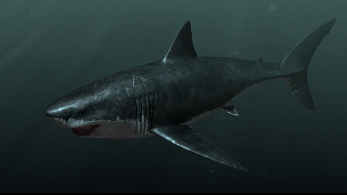 Megalodon