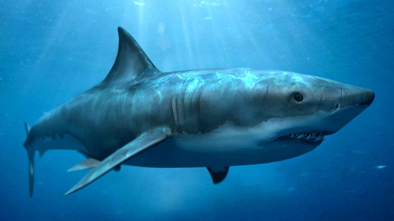 Megalodon Wallpaper HD