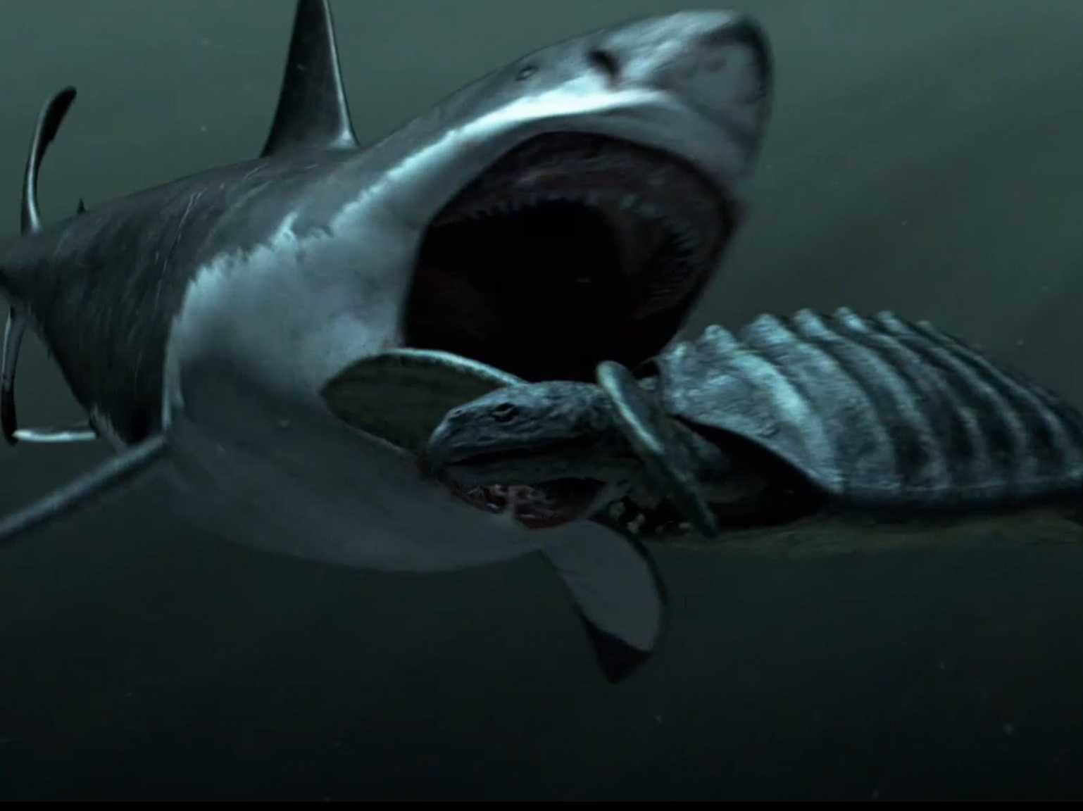 Megalodon Wallpapers - Wallpaper Cave