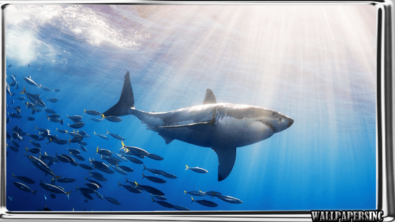 Megalodon Wallpaper Apps on Google Play