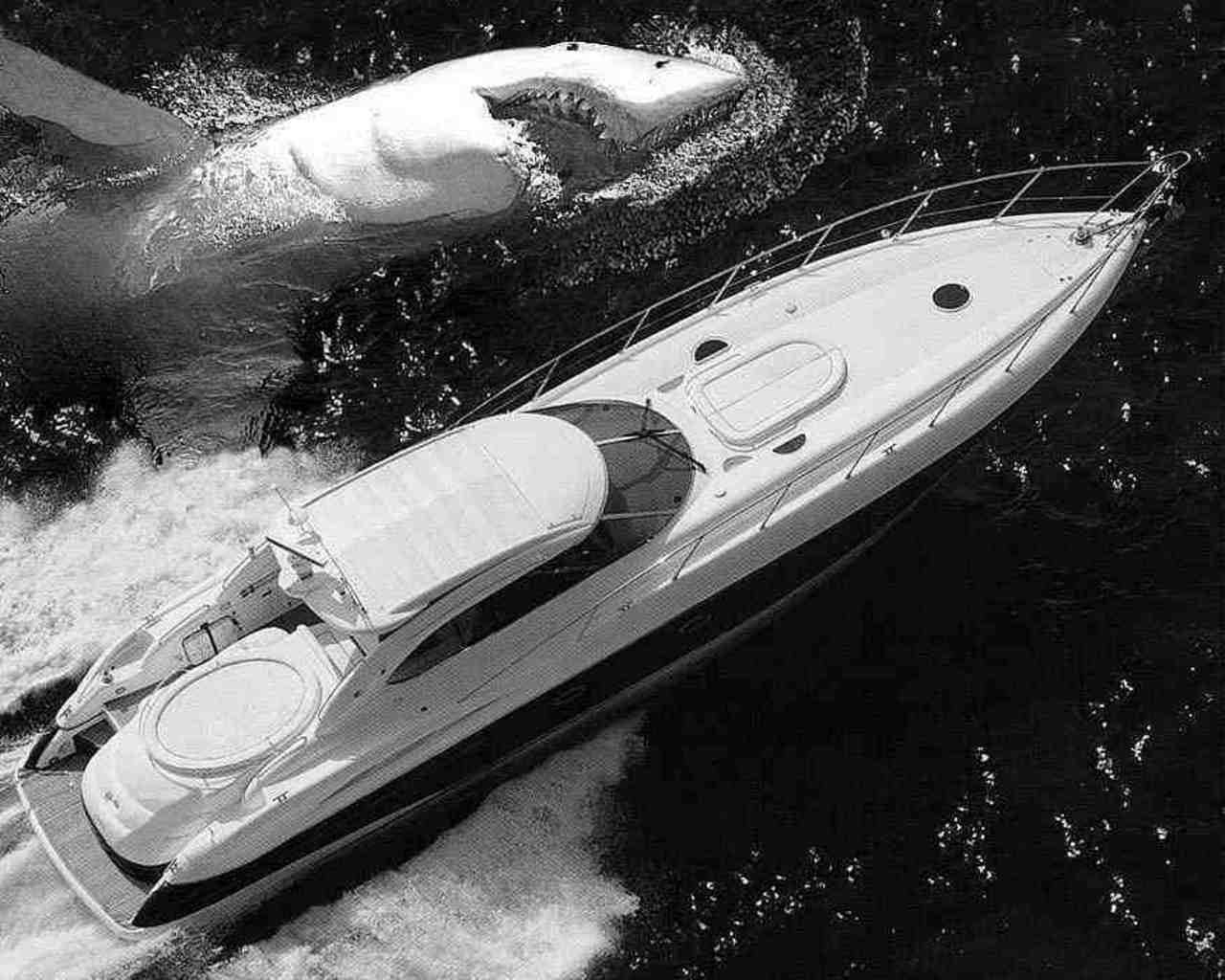 Biggest prehistoric shark. It's called the Megladon. Bigger than a