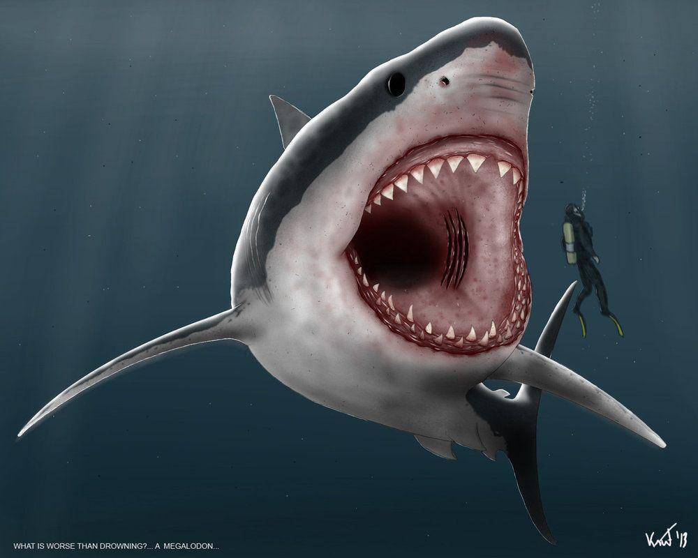 The Megalodon Wallpapers  Wallpaper Cave