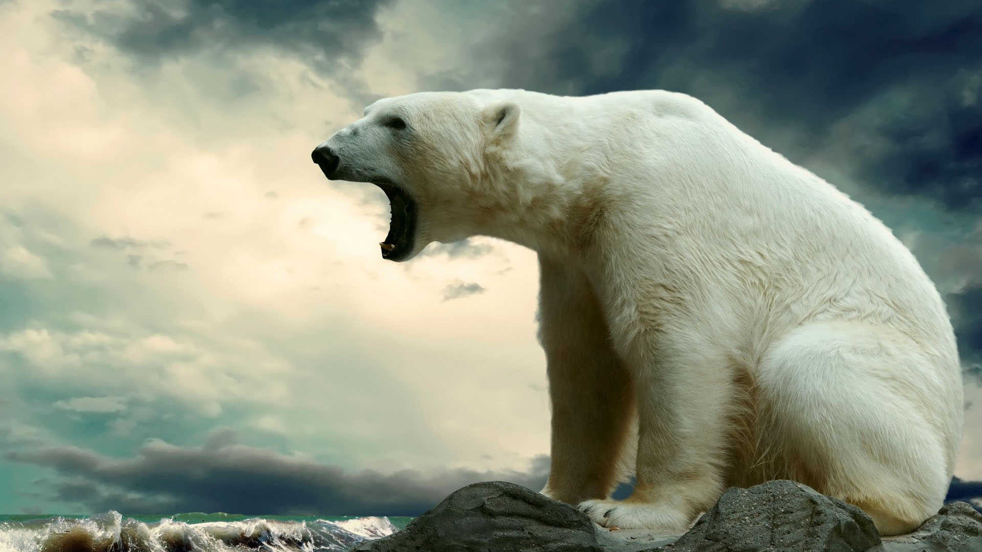 Polar Bear Wallpaper HD