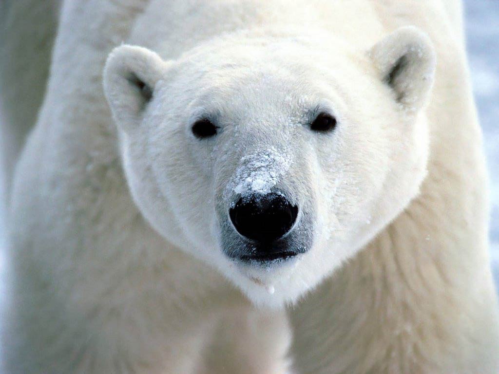 Polar Bear Desktop and Mobile Wallpaper