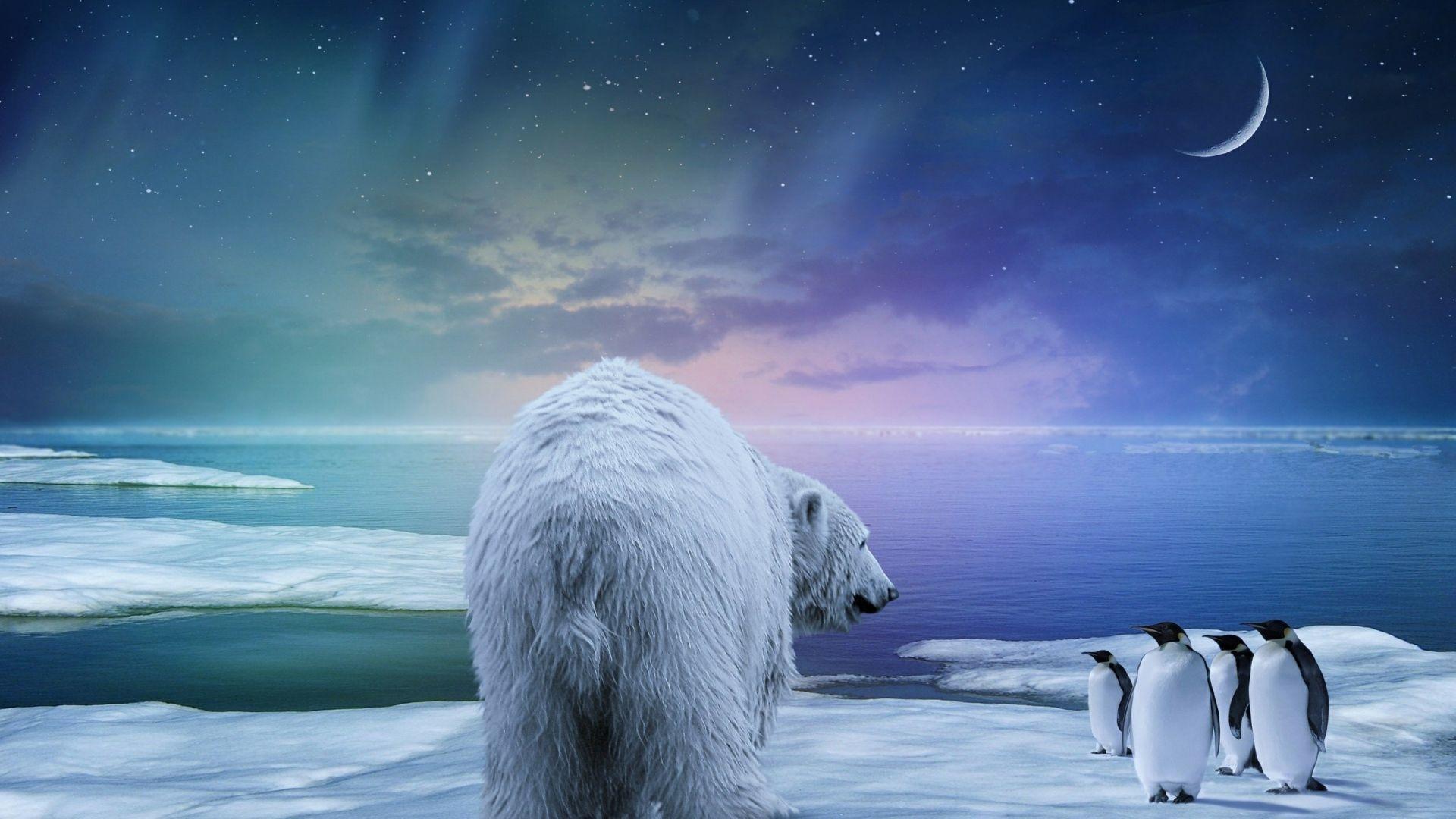 Download Wallpaper 1920x1080 Polar bear, Penguin, Northern lights
