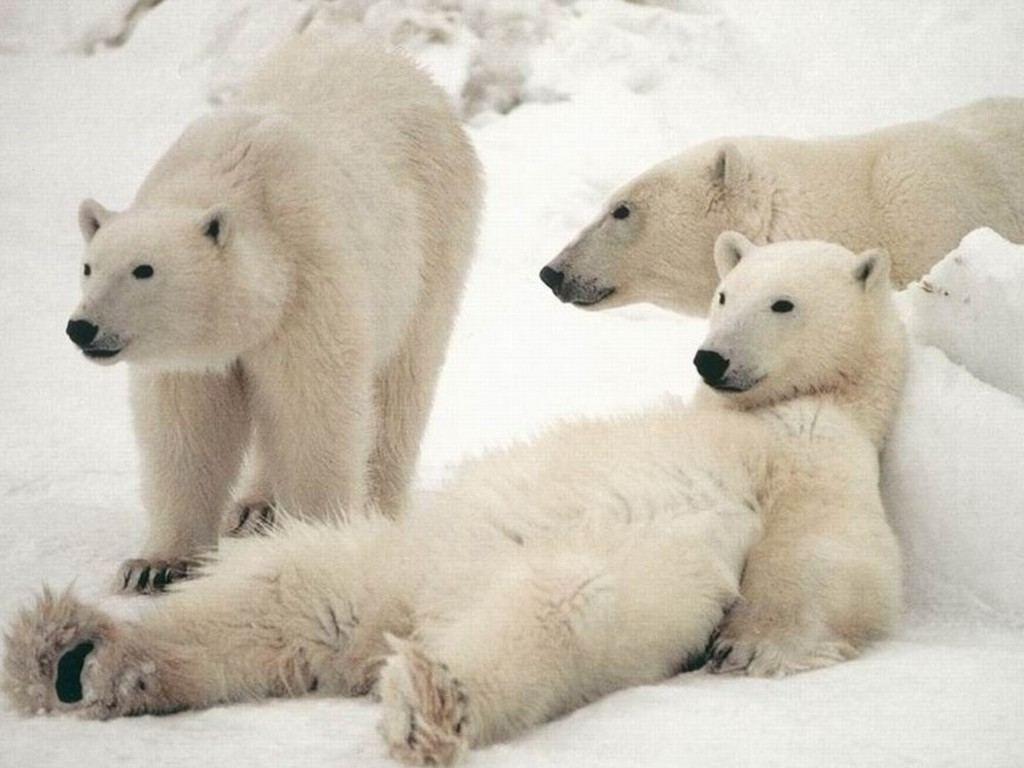 picture of white polar bears. White Polar Bear Wallpaper