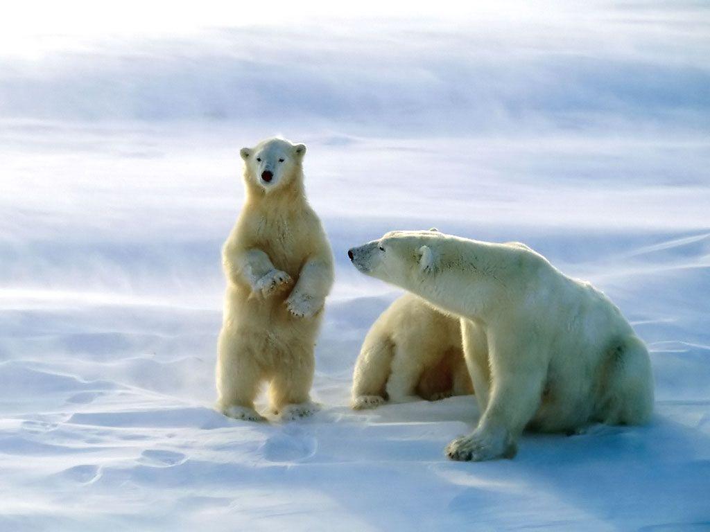 Polar Bear Picture Polar Bears Photo
