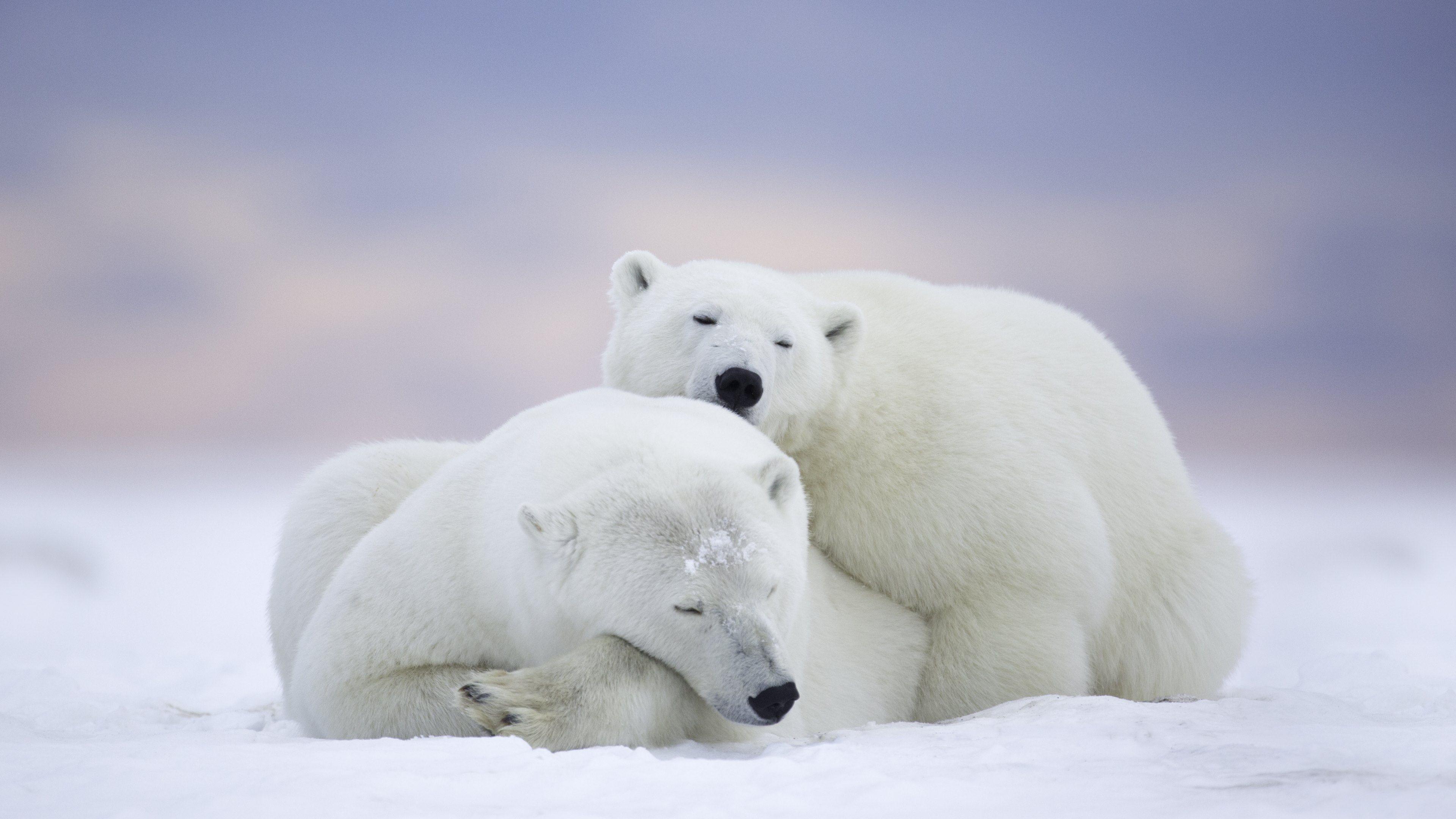 Polar Bear iPhone Wallpaper