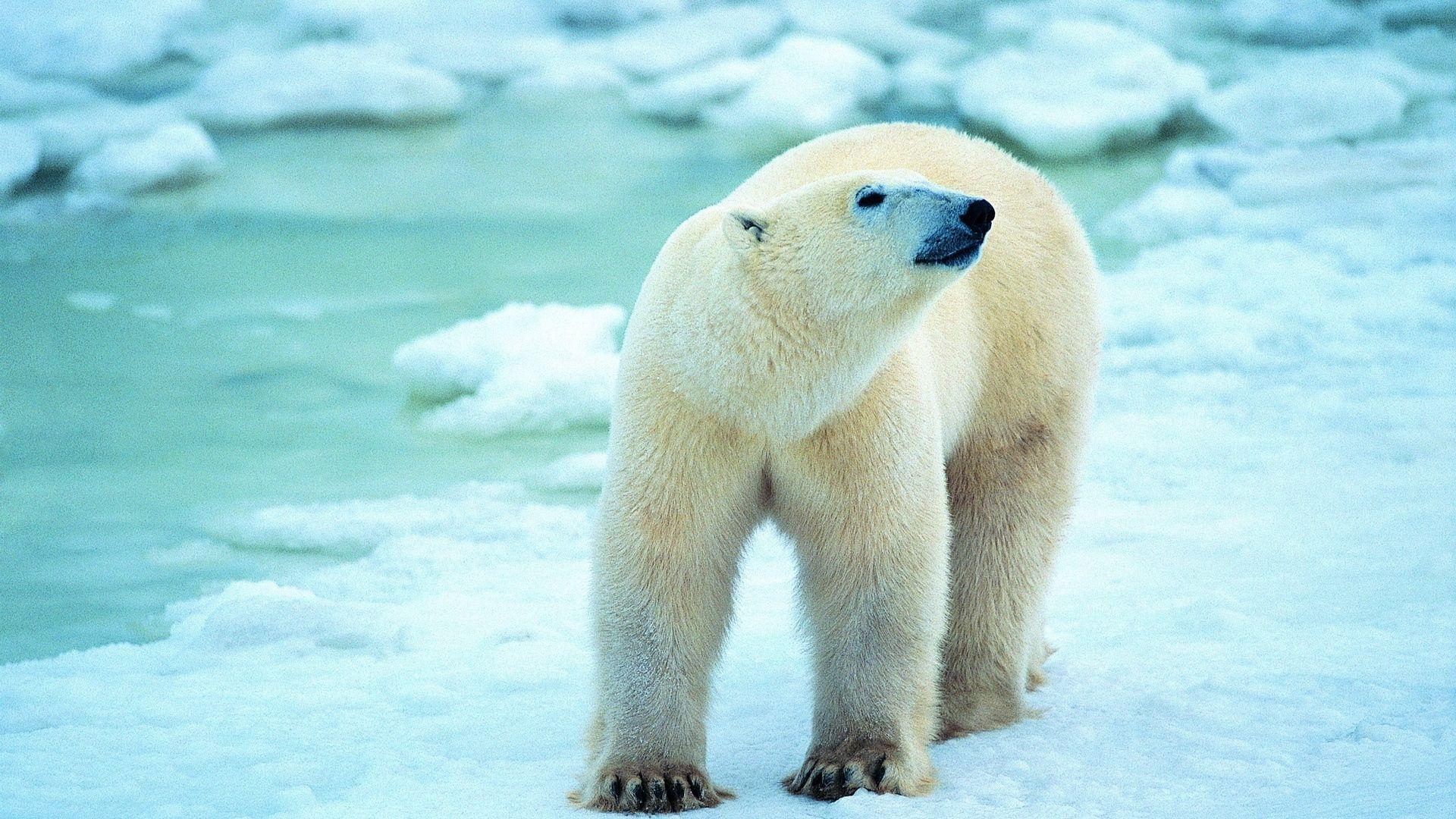 Full HD 1080p Polar bear Wallpaper HD, Desktop Background