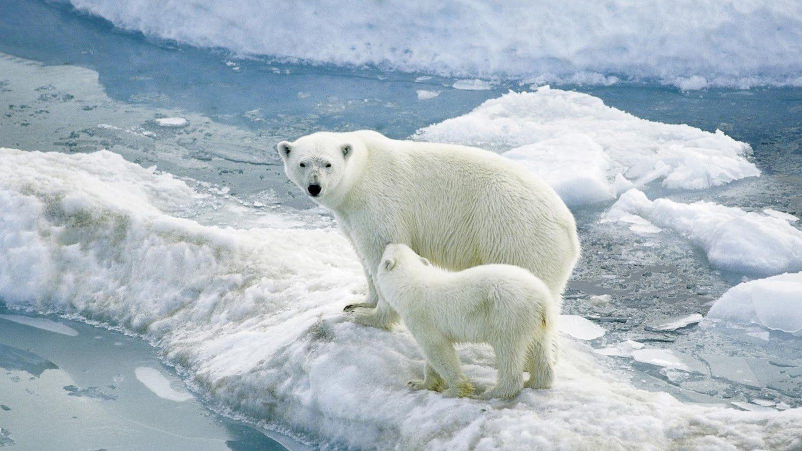 Polar Bears Wallpaper HD Download