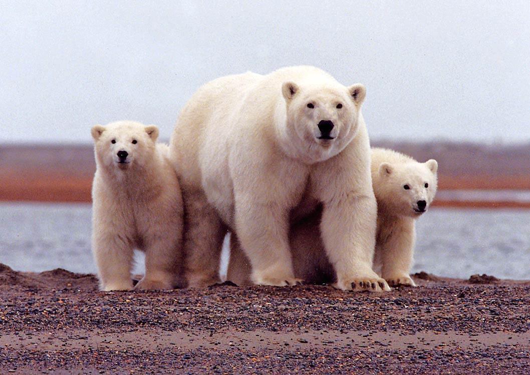 Polar Bear Wallpaper