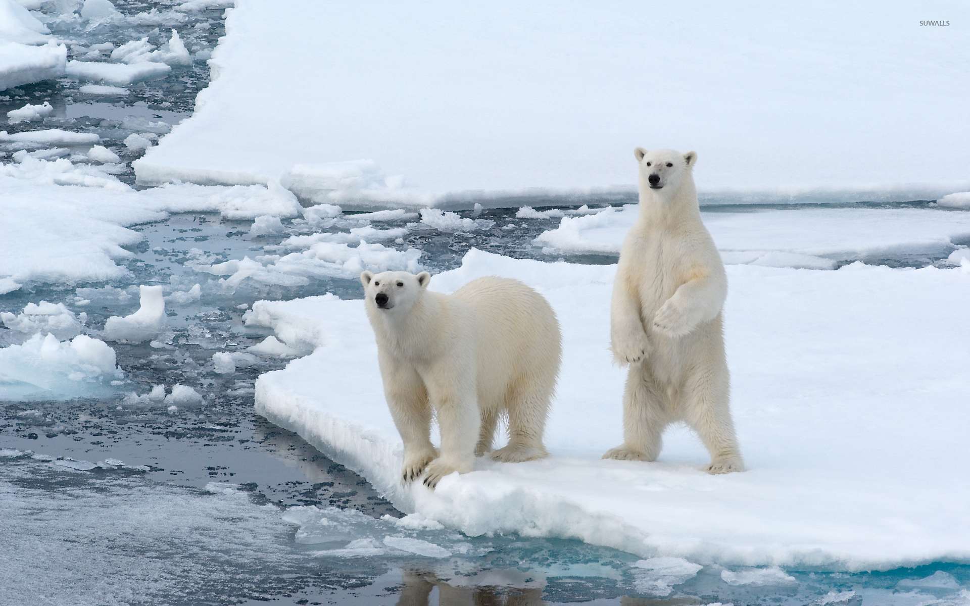 Cute Polar bears by the frozen water wallpaper wallpaper
