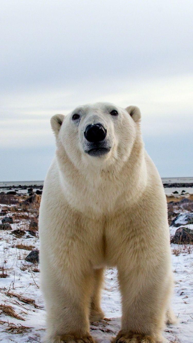 iPhone 6 Polar bear Wallpaper HD, Desktop Background