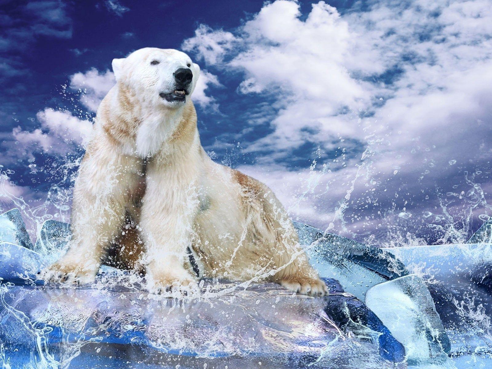 Polar Bear Wallpaper