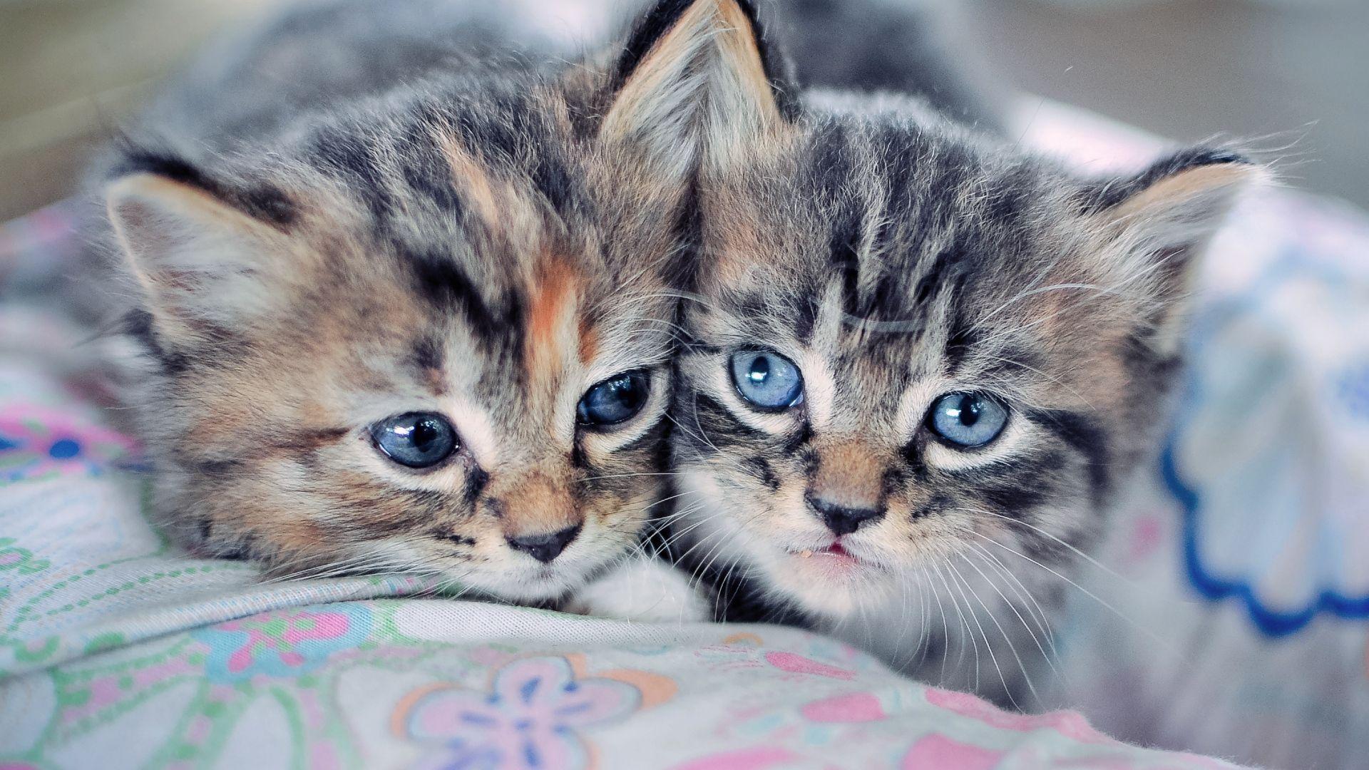 Cute Kittens Full HD Wallpaper For Girls. New HD Wallpaper Download